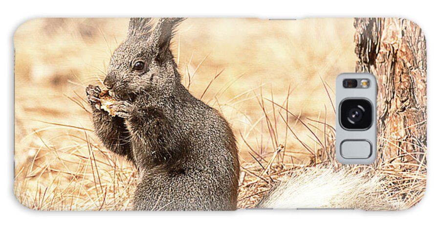 Mammal Galaxy Case featuring the photograph White Tailed Kaibab Squirrel by Dennis Hammer