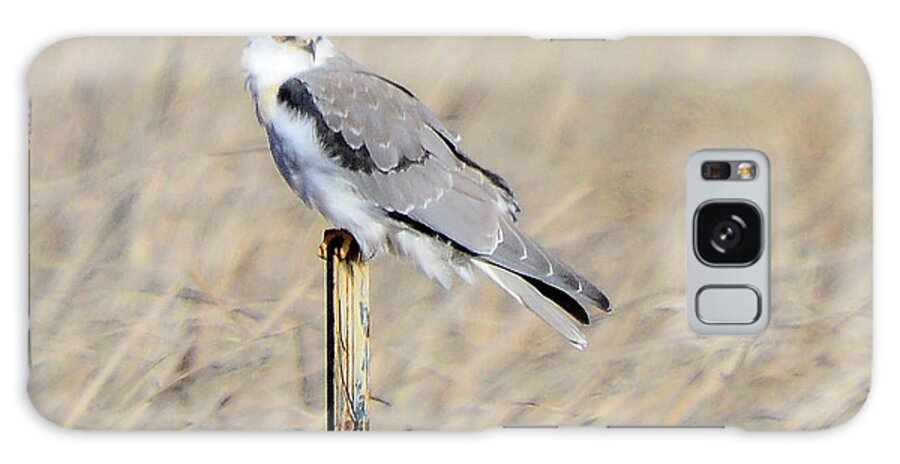 Bird Galaxy Case featuring the photograph White-Tailed Kite by Erica Freeman
