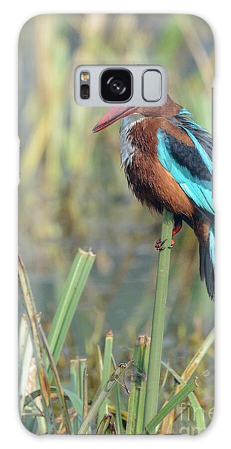 Bird Galaxy Case featuring the photograph White-throated Kingfisher 13 by Werner Padarin