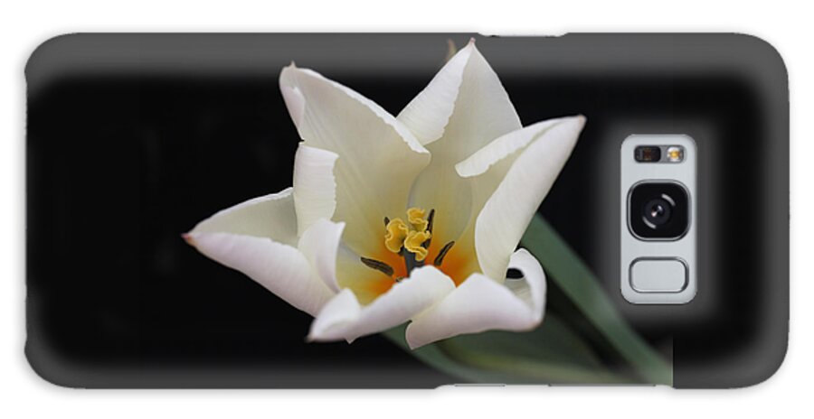 Tulip Galaxy Case featuring the photograph White Tulip by Tammy Pool