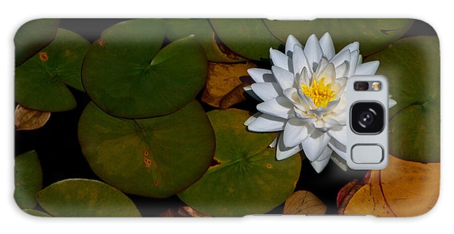 Beautiful Galaxy Case featuring the photograph White Water Lily by Venetta Archer