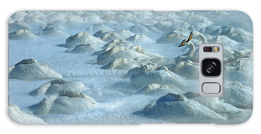 Whooper Swan Galaxy Case featuring the photograph Whooper Swans in Snow by Teiji Saga and Photo Researchers