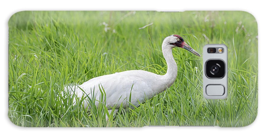 Whooping Crane (grus Americana) Galaxy Case featuring the photograph Whooping Crane 2017-2 by Thomas Young
