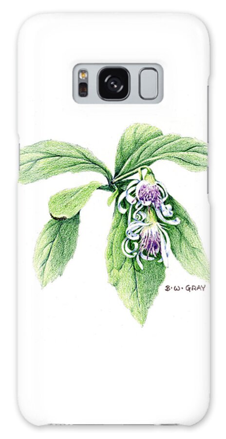 Whorled Wood Aster Galaxy Case featuring the drawing Whorled Wood Aster by Betsy Gray