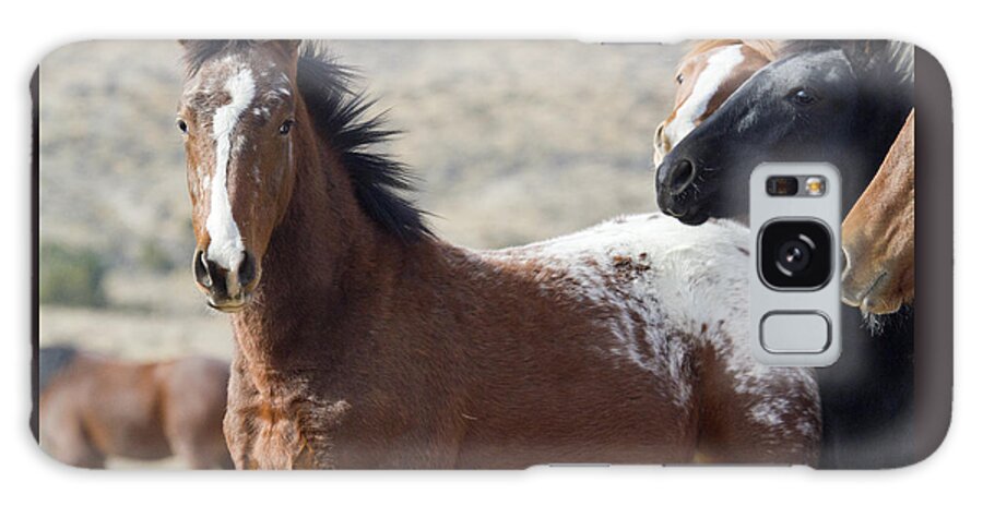 Horses Galaxy S8 Case featuring the photograph Wild Appaloosa Mustang Horse by Waterdancer 