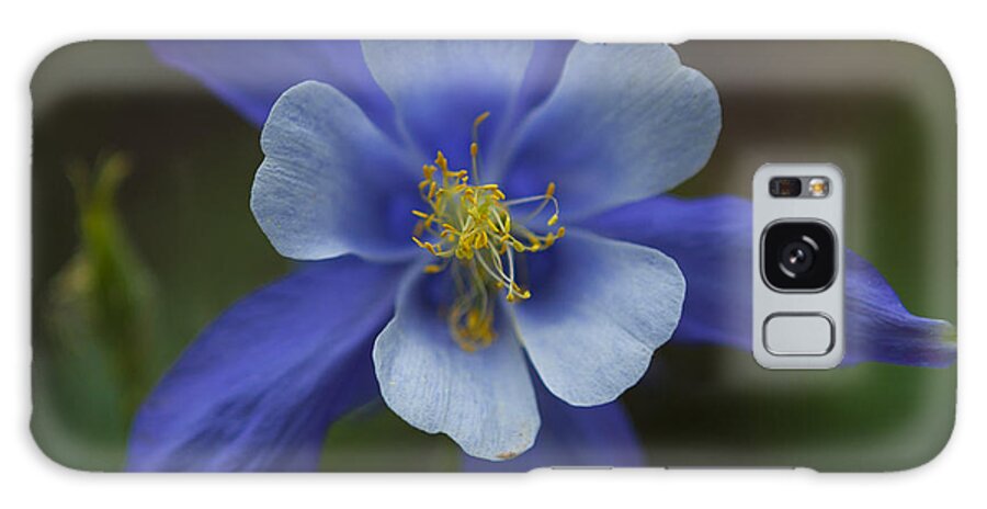 Blue Columbine Galaxy S8 Case featuring the photograph Wild Blue by Barbara Schultheis