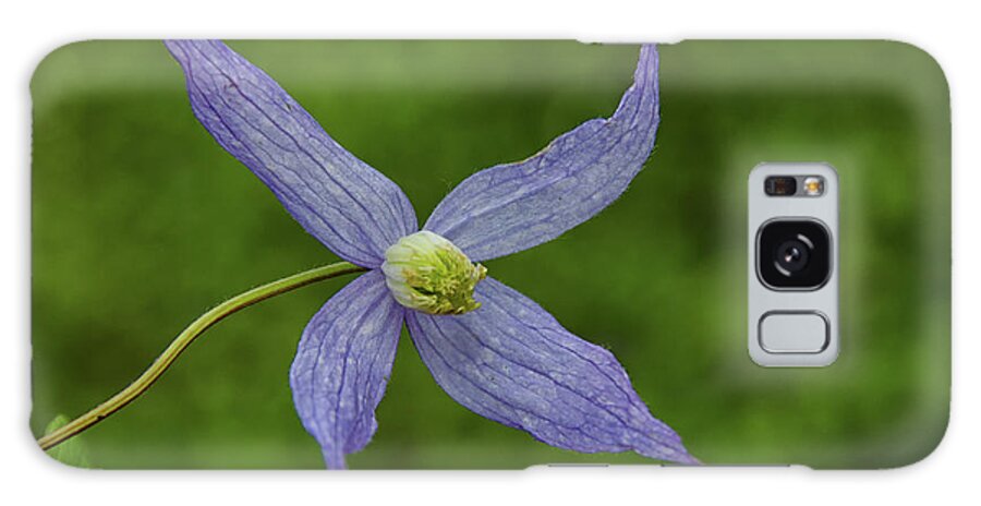 Bloom Galaxy Case featuring the photograph Wild blue flower by Debra Baldwin