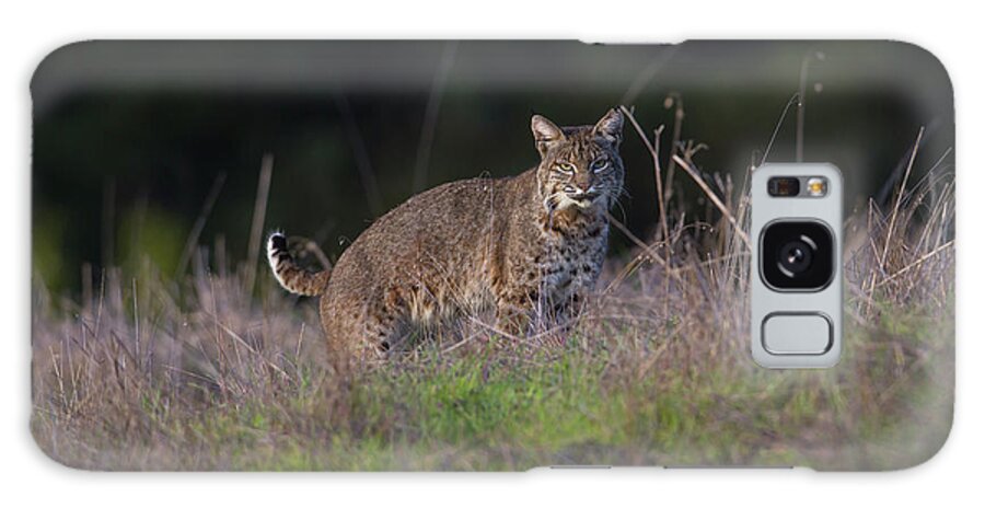 Wild Cat Galaxy Case featuring the photograph Wild Bobcat Encounter by Mark Miller