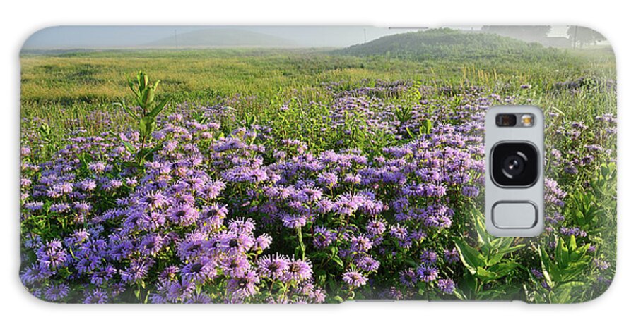 Black Eyed Susan Galaxy Case featuring the photograph Wild Mints Galore in Glacial Park by Ray Mathis