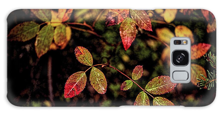 Nature Galaxy Case featuring the photograph Wild Rose Colors by Fred Denner