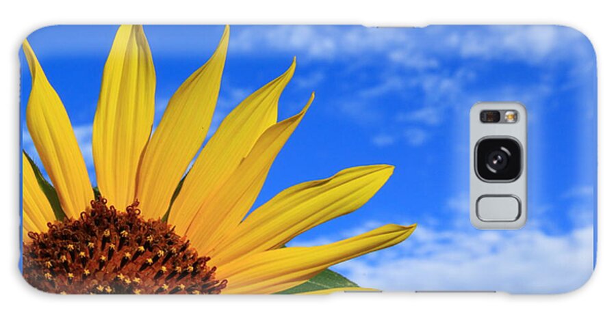 Wild Sunflower Galaxy Case featuring the photograph Wild Sunflower by Shane Bechler