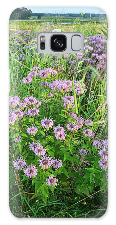 Black Eyed Susan Galaxy Case featuring the photograph Wildflower Bouquet in Glacial Park by Ray Mathis
