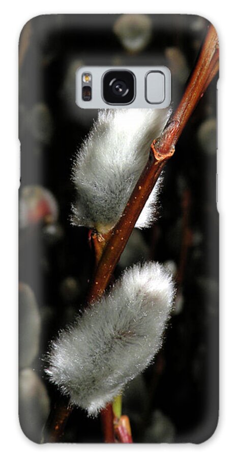 Pussy Willow Galaxy S8 Case featuring the photograph Willow by Trish Tritz