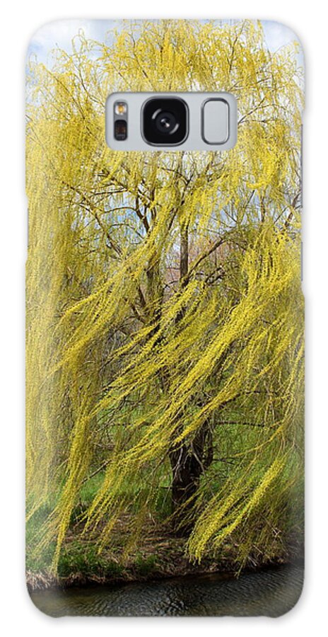 Willow Galaxy S8 Case featuring the photograph Wind in the Willow by Viviana Nadowski