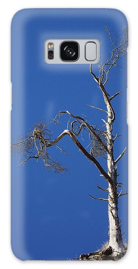 Weathered Tree Galaxy Case featuring the photograph Wind Warrior by Julie Rauscher