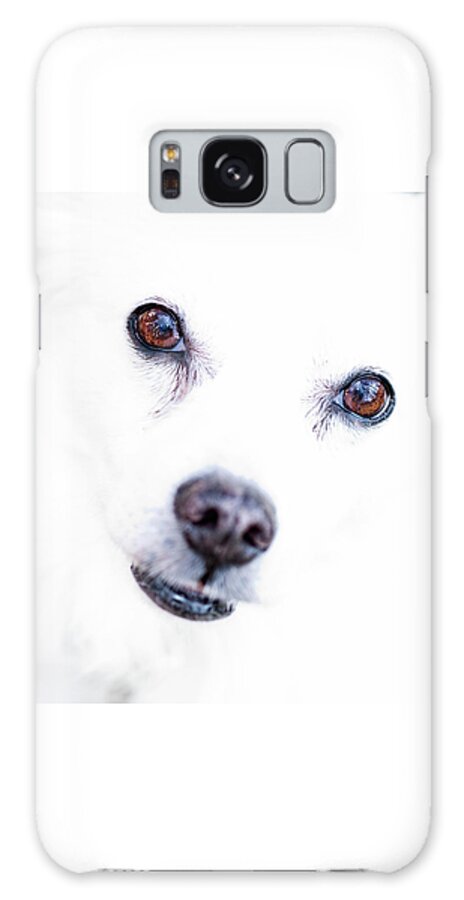 American Eskimo Dog Galaxy S8 Case featuring the photograph Windows To The Soul by Lara Ellis