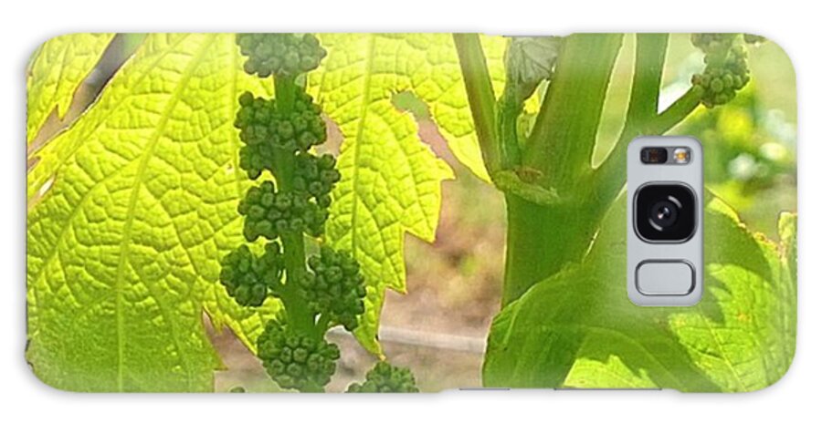 Waitingforharvest Galaxy Case featuring the photograph #wine On The #vine 😊 #vineyard by Shari Warren