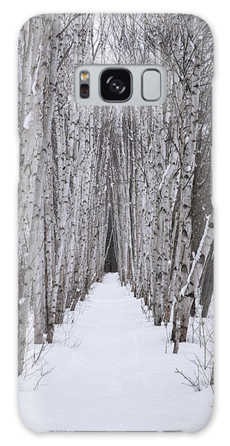 Winter Galaxy Case featuring the photograph Winter Birch Path by White Mountain Images