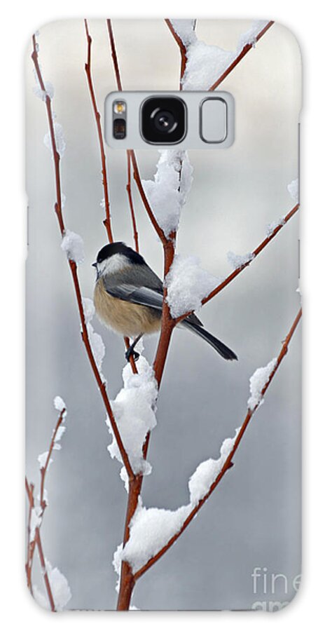 Berry Galaxy Case featuring the photograph Winter Chickadee by Diane E Berry