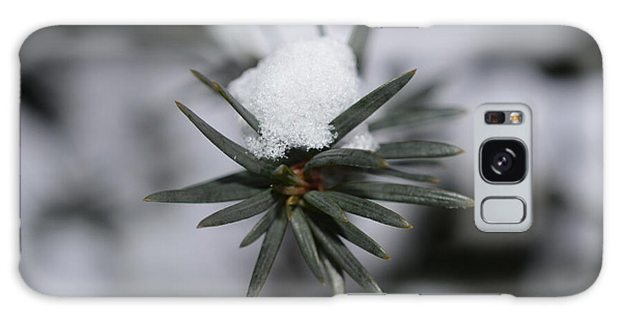 Conifer Galaxy Case featuring the photograph Winter's Grip by Richard Andrews