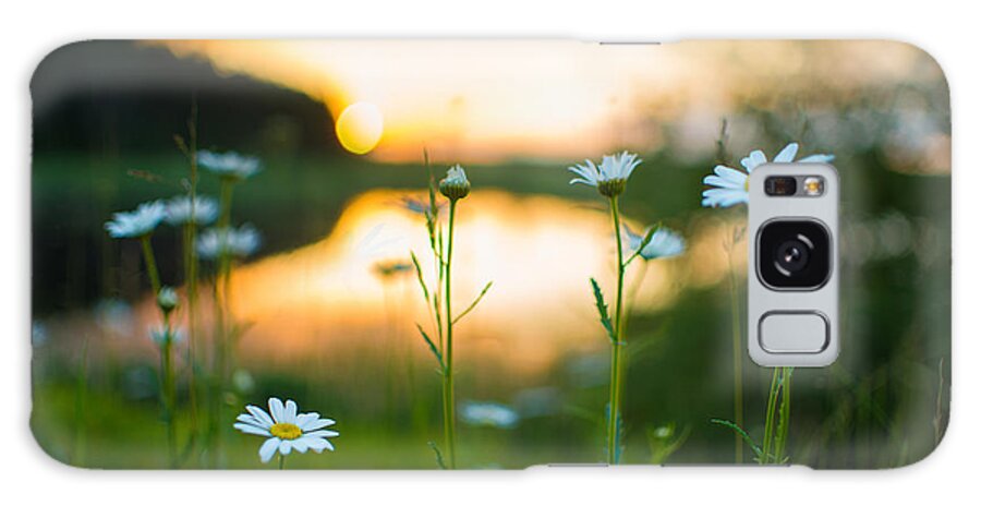 Wisconsin Galaxy Case featuring the photograph Wisconsin Daisies at Sunset by Alex Blondeau