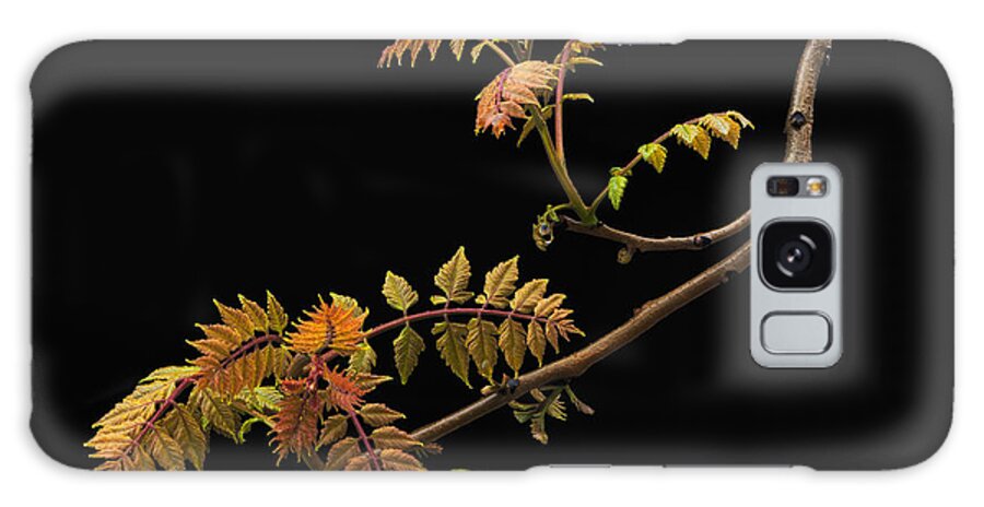 Wisteria Galaxy Case featuring the photograph Wisteria Colors by Ken Barrett