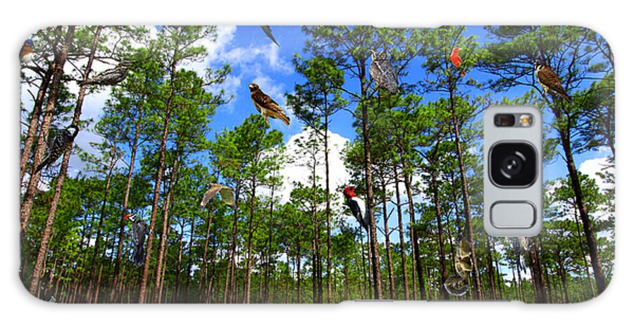 Withlacoochee State Forest Galaxy Case featuring the photograph Withlacoochee State Forest Nature Collage by Barbara Bowen