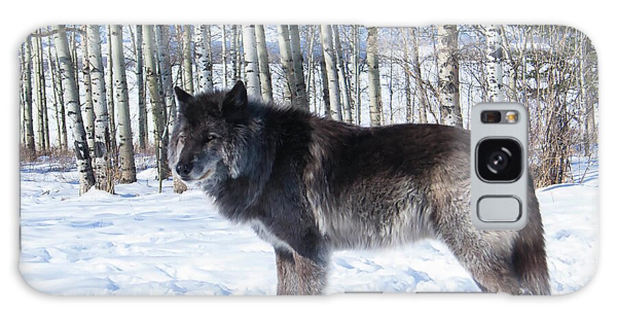#wolfdog #print #photograph #nature #yamnuska #cochranealberta #zeus #birchtrees #outdoors Galaxy S8 Case featuring the photograph Wolfdog by Jacquelinemari
