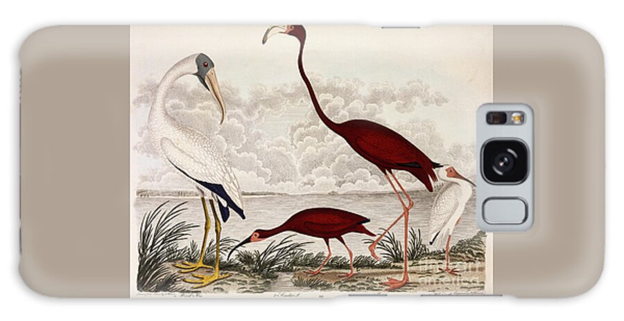 Wood Ibis Galaxy Case featuring the painting Wood Ibis, Scarlet Flamingo, White Ibis by Alexander Wilson