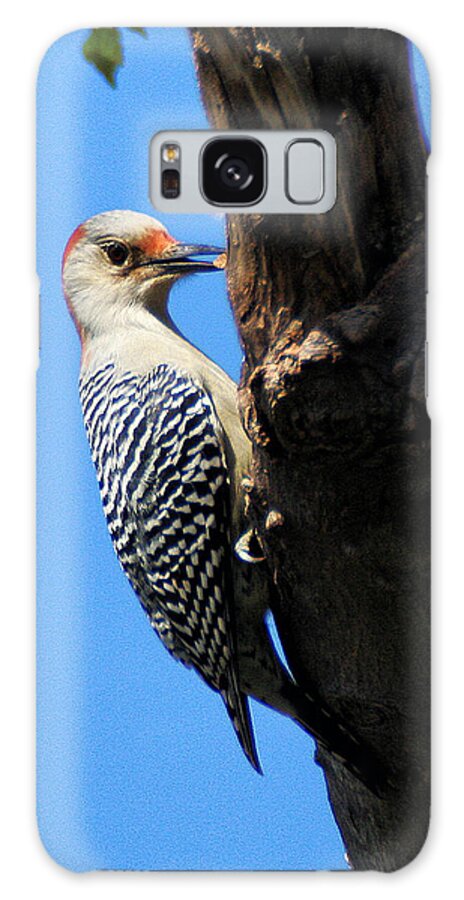 Wildlife Galaxy Case featuring the photograph Woodpecker Feeding by William Selander