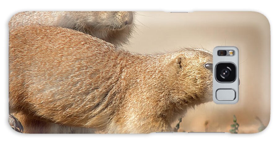 Nature Galaxy Case featuring the photograph Worried Prairie Dog by Robert Frederick