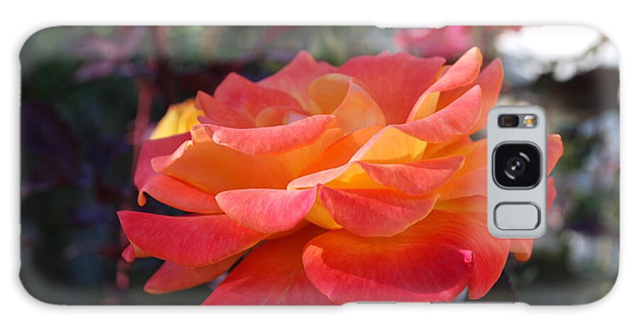 Closeup Galaxy Case featuring the photograph Yellow and Pink Rose by Sandra Lee Scott