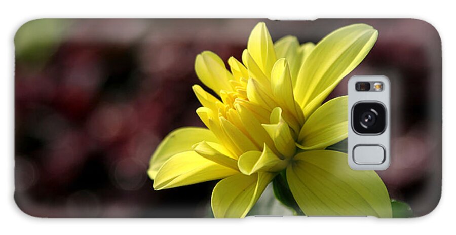 Flower Galaxy Case featuring the photograph Yellow bloom by Robert Och