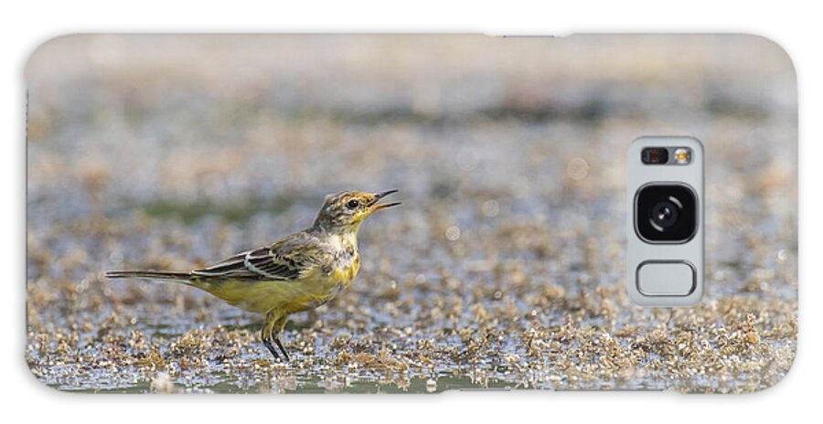 Animal Galaxy Case featuring the photograph Yellow crowned wagtail juvenile by Jivko Nakev
