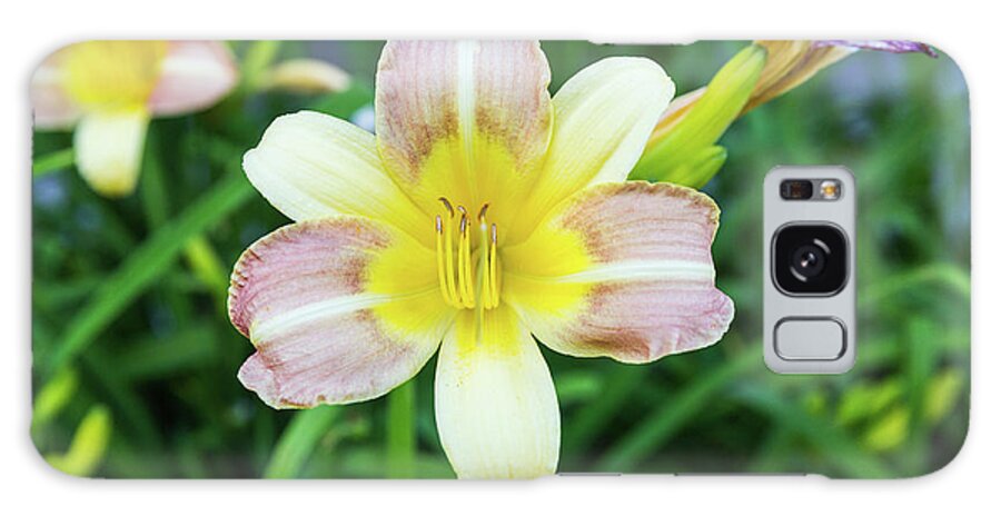 Daylily Galaxy Case featuring the photograph Yellow Daylily by D K Wall
