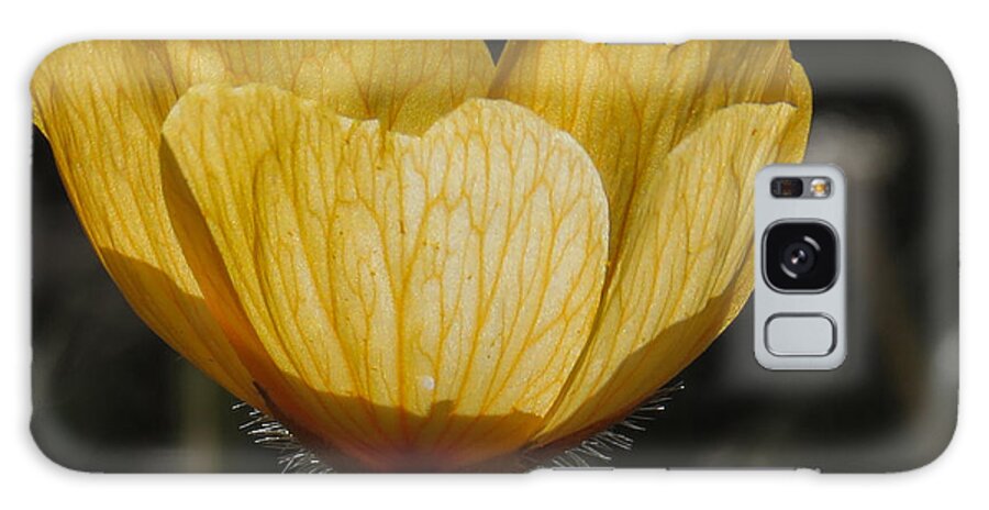 Nature Galaxy Case featuring the photograph Yellow Flower 4 by Christy Garavetto