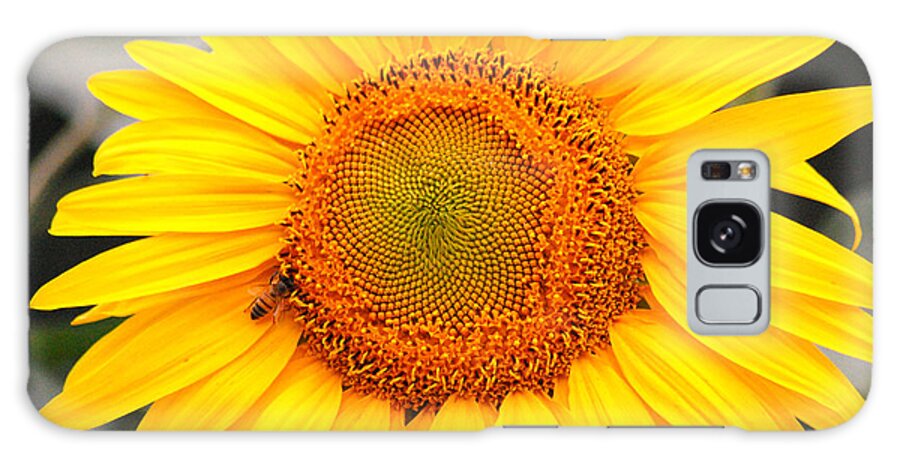 Sunflower Galaxy Case featuring the photograph Yellow Sunflower with bee by Amy Fose