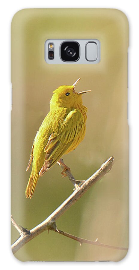 Bird Galaxy Case featuring the photograph Yellow Warbler Song by Alan Lenk