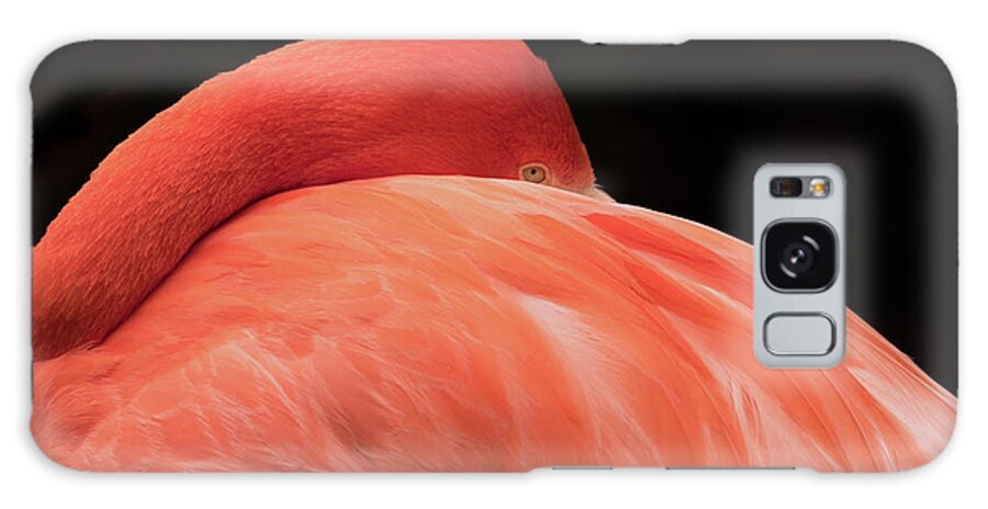 Flamingo Galaxy Case featuring the photograph You Can Learn A Lot By Watching by Holly Ross