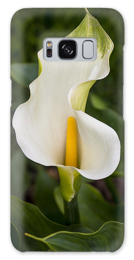 Flowers Galaxy S8 Case featuring the photograph Young Calla Lily by Venetia Featherstone-Witty