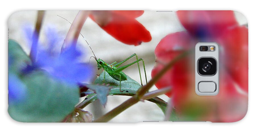 Grasshopper Galaxy Case featuring the photograph Young Grasshopper by Anissia Hedrick
