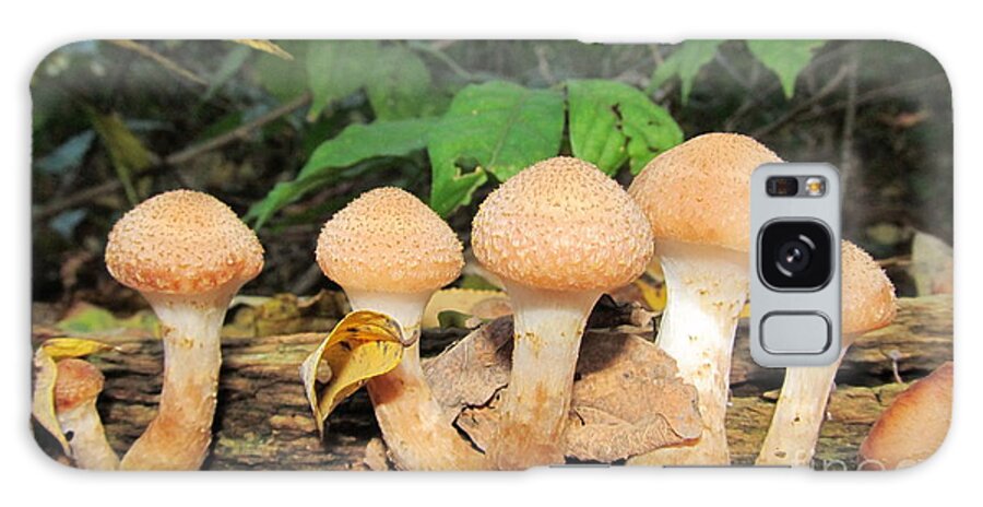 Honey Mushrooms Galaxy S8 Case featuring the photograph Young Honey Mushrooms by Joshua Bales