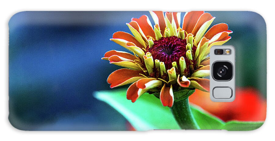 Zinnia Galaxy Case featuring the photograph Zinnia Ascending by Mick Anderson