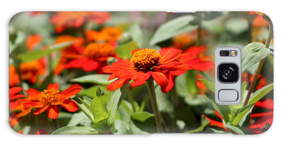 Pumpkin Orange Galaxy S8 Case featuring the photograph Zinnias in Autumn Colors by Colleen Cornelius