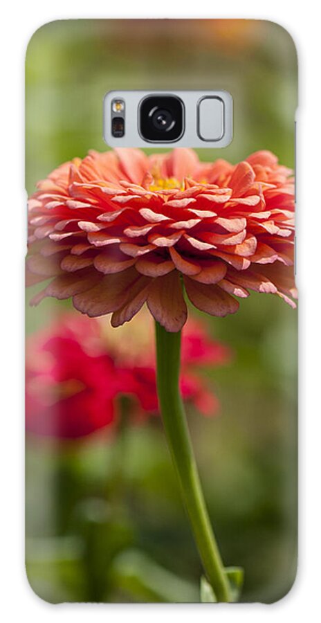 Beallesville Galaxy Case featuring the photograph Zinnia portrait by Brian Green