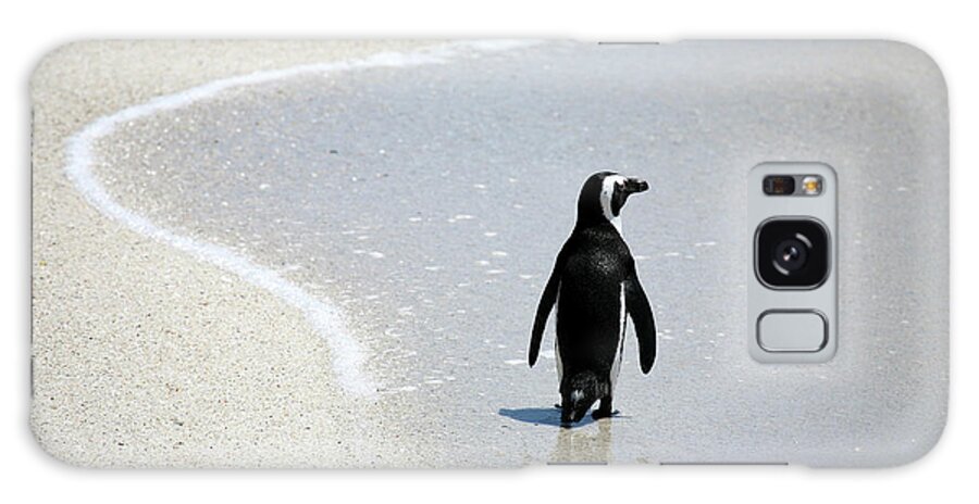 Animal Themes Galaxy Case featuring the photograph African Penguin On Beach #1 by Rich Thompson