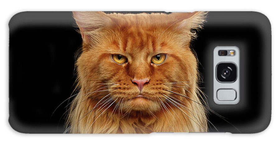 #faatoppicks Galaxy Case featuring the photograph Angry Ginger Maine Coon Cat Gazing on Black background #2 by Sergey Taran