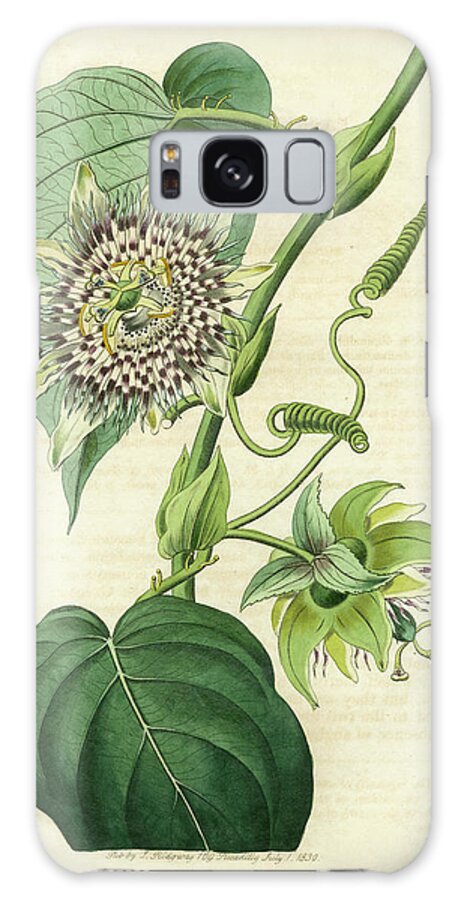 Botanical Galaxy Case featuring the painting Antique Passionflower I #1 by M. Hart