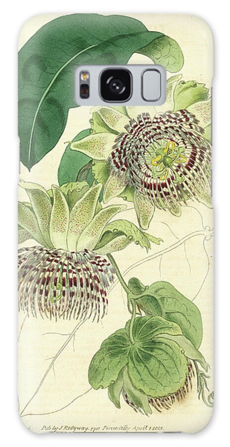 Botanical Galaxy Case featuring the painting Antique Passionflower II #1 by M. Hart