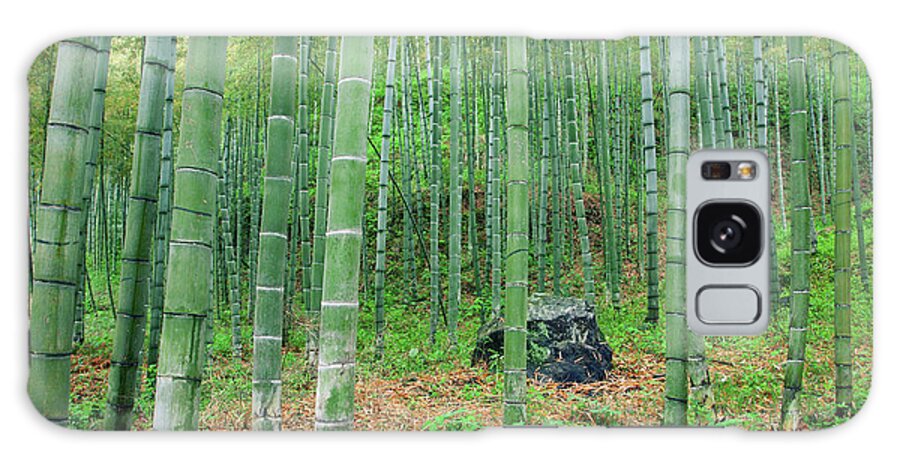 Chinese Culture Galaxy Case featuring the photograph Bamboo Forest #1 by Hudiemm